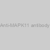 Anti-MAPK11 antibody